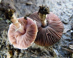 Agaricus diminutivus