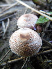 Agaricus diminutivus