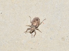 Cycloderes canescens