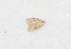 Nola harouni