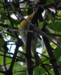 Phylloscopus ruficapilla voelckeri