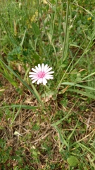 Crepis rubra