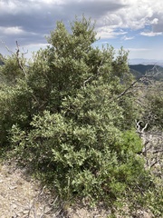 Quercus hypoleucoides