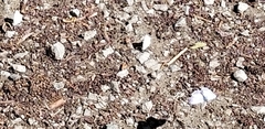 Celastrina echo