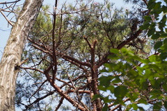 Pinus densiflora