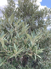 Quercus hypoleucoides