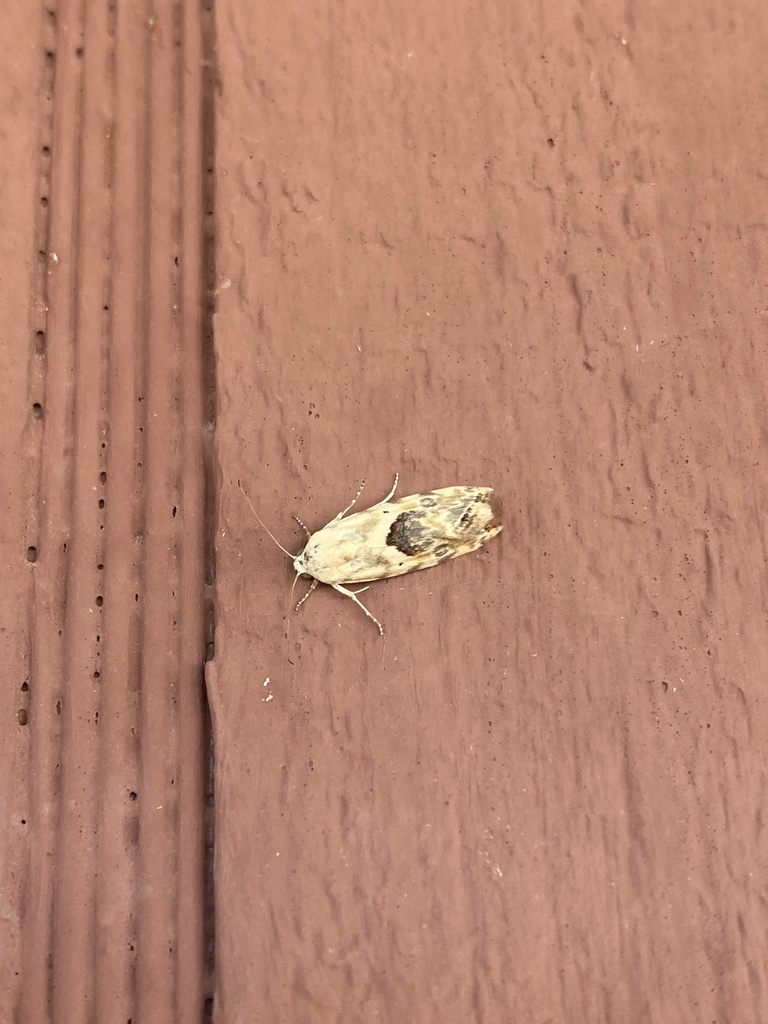 Ponometia libedis