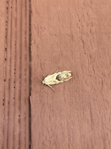 Ponometia libedis