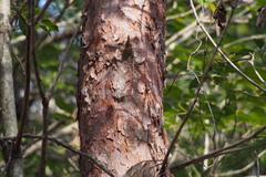 Pinus densiflora