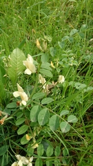 Vicia grandiflora