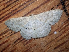 Scopula hyphenophora