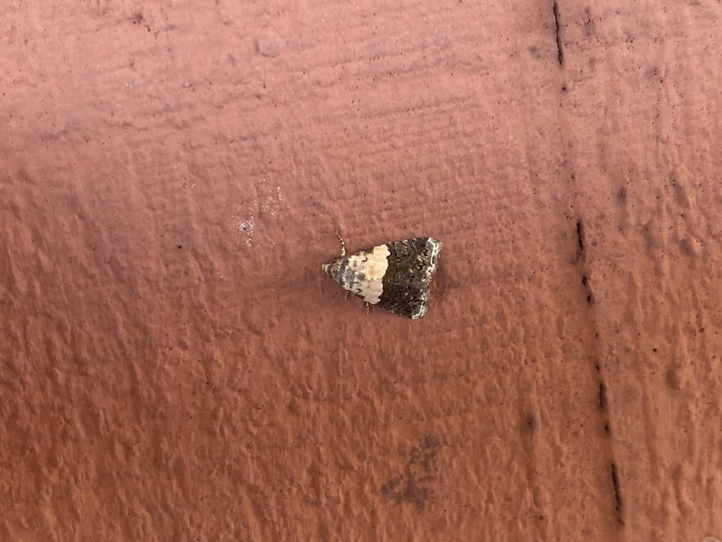Tripudia dimidata