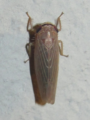 Chlorotettix necopinus