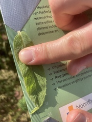 Mentha × rotundifolia