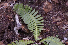 Struthiopteris niponica