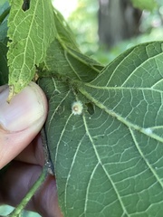 Celticecis acuminata