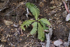 Struthiopteris niponica