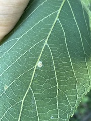 Celticecis acuminata