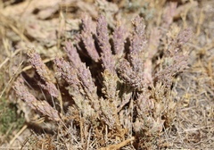 Chloropyron palmatum