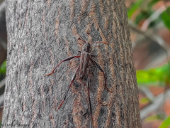 Neoclytus unicolor