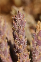 Chloropyron palmatum