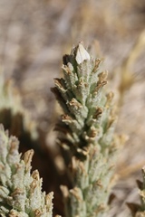 Chloropyron palmatum