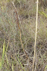 Anacamptis pyramidalis