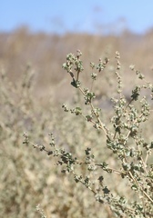 Atriplex argentea expansa