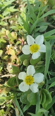 Bacopa eisenii