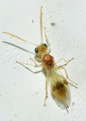 Chrysopophthorus hungaricus