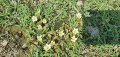 Bacopa eisenii