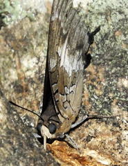 Charaxes xiphares xiphares