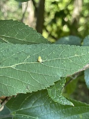 Celticecis pyriformis