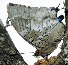 Charaxes xiphares xiphares