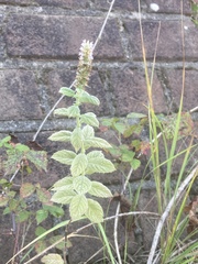 Mentha × rotundifolia