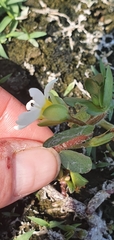 Bacopa eisenii