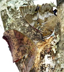 Charaxes xiphares xiphares
