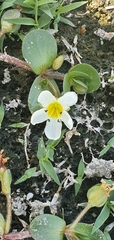 Bacopa eisenii