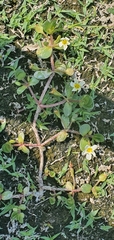 Bacopa eisenii