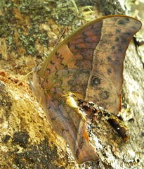 Charaxes varanes varanes