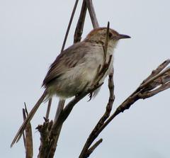 Prinia subflava pondoensis
