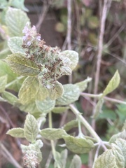 Mentha × rotundifolia