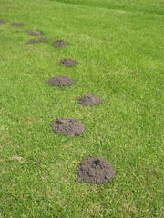 Cryptomys hottentotus