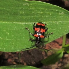 Neolema fasciata