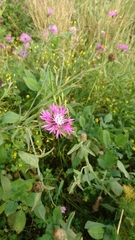 Centaurea napifolia