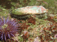 Haliotis walallensis