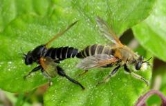 Laxenecera albicincta