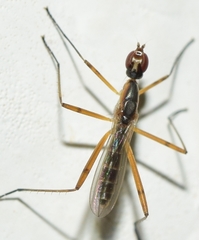 Micropeza grallatrix