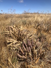 Chloropyron palmatum