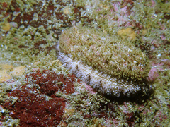 Haliotis walallensis